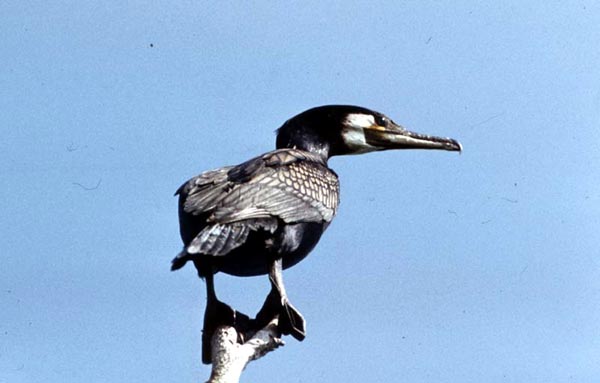 Kormoran