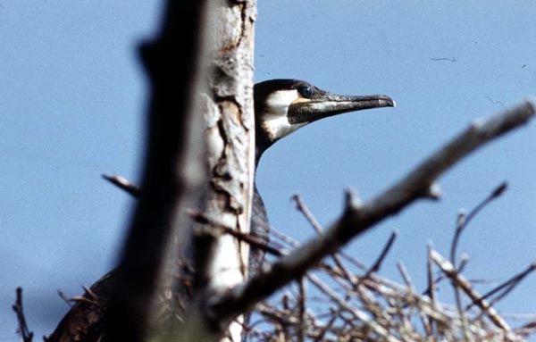 Kormoran