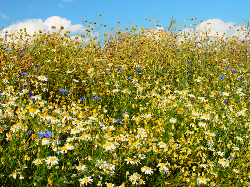 Kornblumen Sommerblumen Feldblumen 