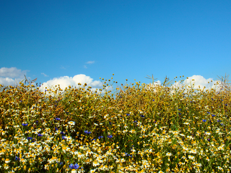 Kornblumen Sommerblumen Feldblumen 