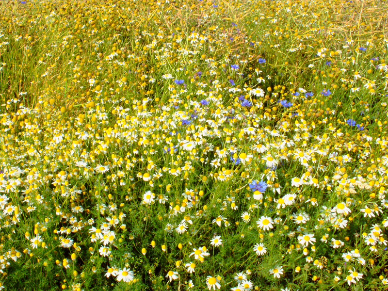 Kornblumen Sommerblumen Feldblumen 