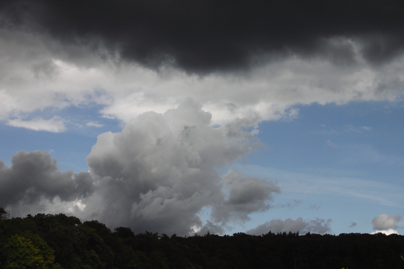 Kornblumen Sommerblumen Feldblumen Kornblumen Sommerblumen Feldblumen