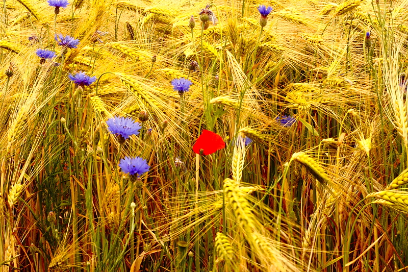 Kornblumen Sommerblumen Feldblumen 