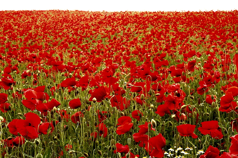 Kornblumen Sommerblumen Feldblumen Kornblumen Sommerblumen Feldblumen