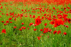 Kornblumen Sommerblumen Feldblumen 