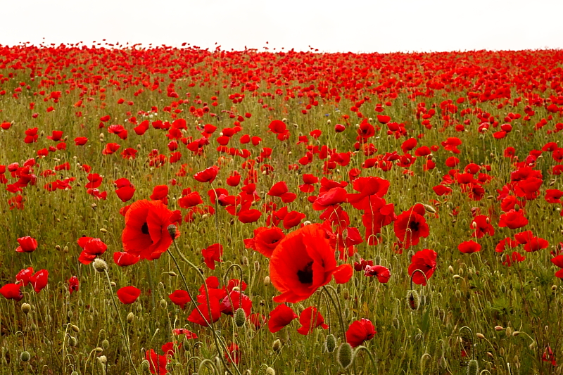 Kornblumen Sommerblumen Feldblumen 