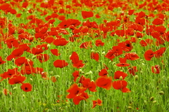 Kornblumen Sommerblumen Feldblumen 