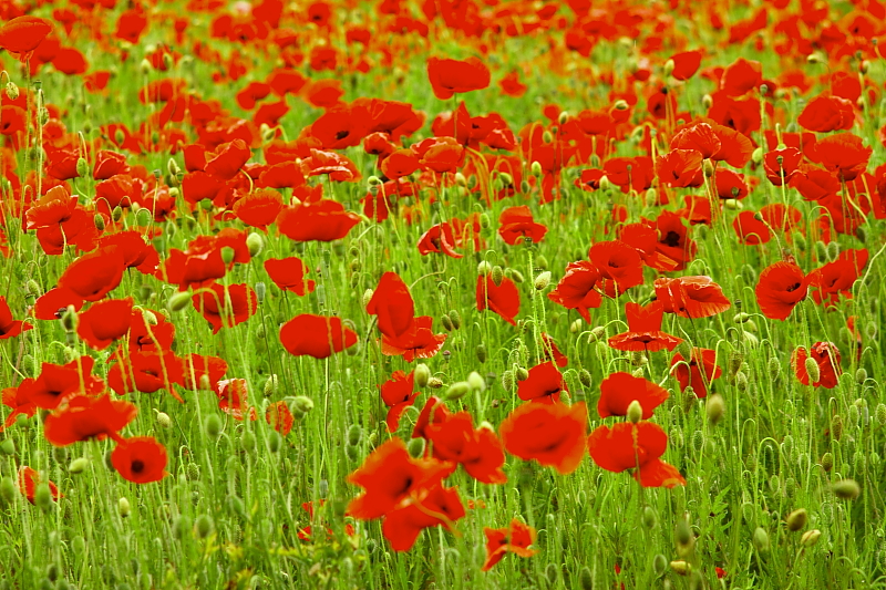 Kornblumen Sommerblumen Feldblumen Kornblumen Sommerblumen Feldblumen