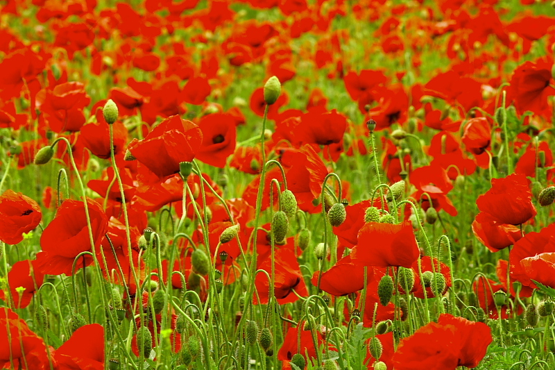 Kornblumen Sommerblumen Feldblumen Kornblumen Sommerblumen Feldblumen