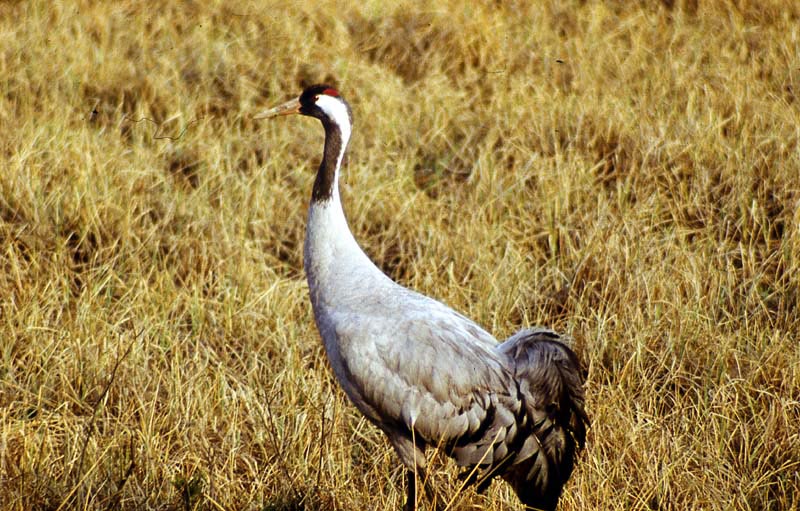 Kraniche in Mecklenburg - Kranich (lat. Grus grus)