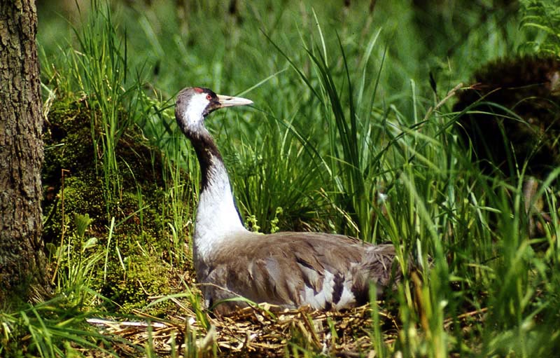 Kraniche in Mecklenburg - Kranich (lat. Grus grus)