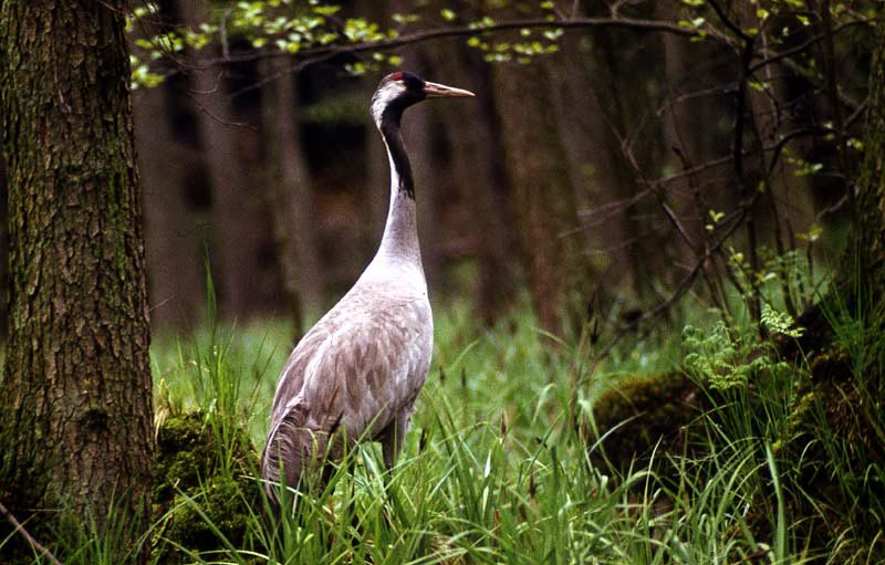 Kraniche in Mecklenburg - Kranich (lat. Grus grus)