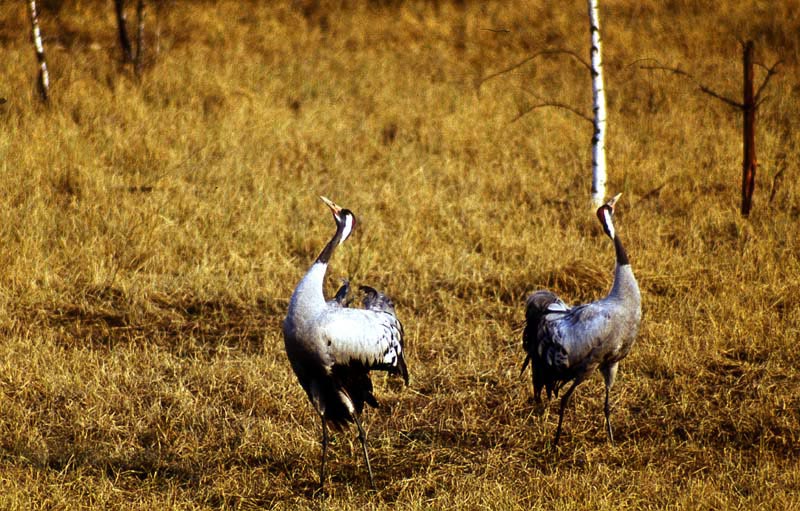 Kraniche in Mecklenburg - Kranich (lat. Grus grus)