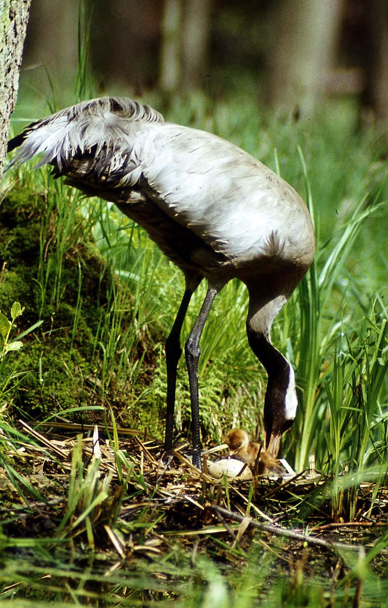 Kraniche in Mecklenburg - Kranich (lat. Grus grus)