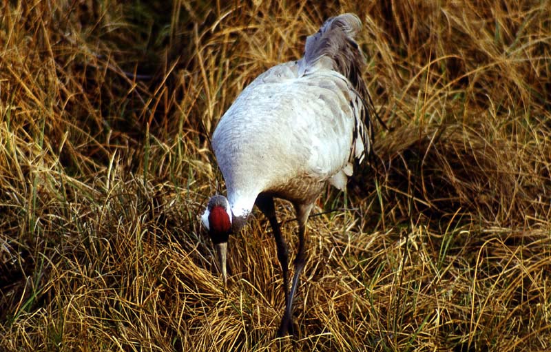 Kraniche in Mecklenburg - Kranich (lat. Grus grus)