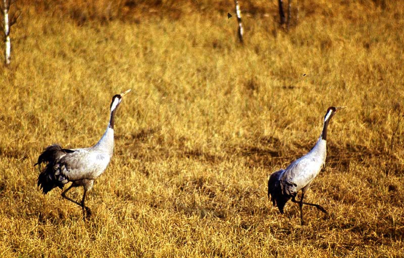 Kraniche in Mecklenburg - Kranich (lat. Grus grus)