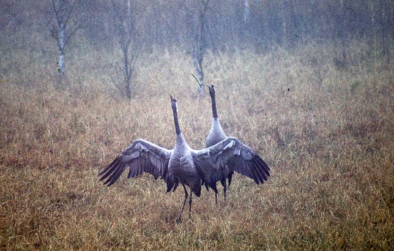 Kraniche in Mecklenburg - Kranich (lat. Grus grus)