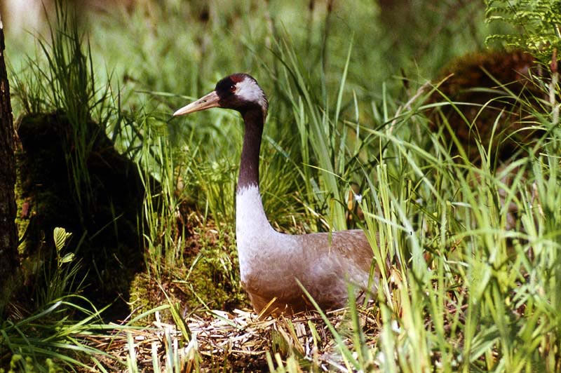 Kraniche in Mecklenburg - Kranich (lat. Grus grus)