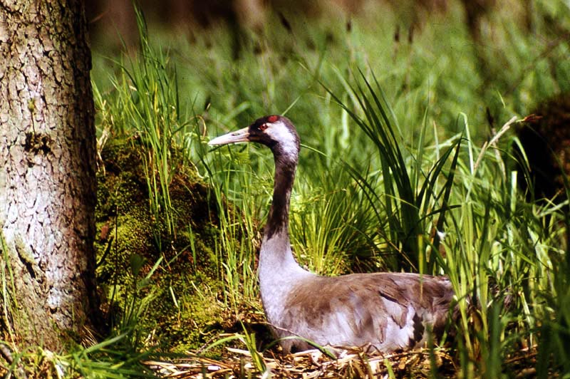 Kraniche in Mecklenburg - Kranich (lat. Grus grus)