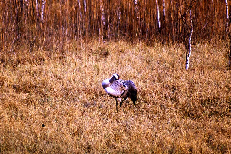 Kraniche in Mecklenburg - Kranich (lat. Grus grus)