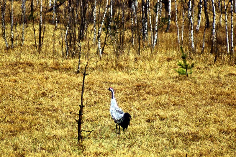 Kraniche in Mecklenburg - Kranich (lat. Grus grus)