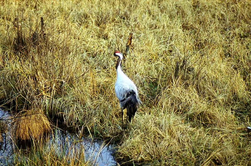 Kraniche in Mecklenburg - Kranich (lat. Grus grus)