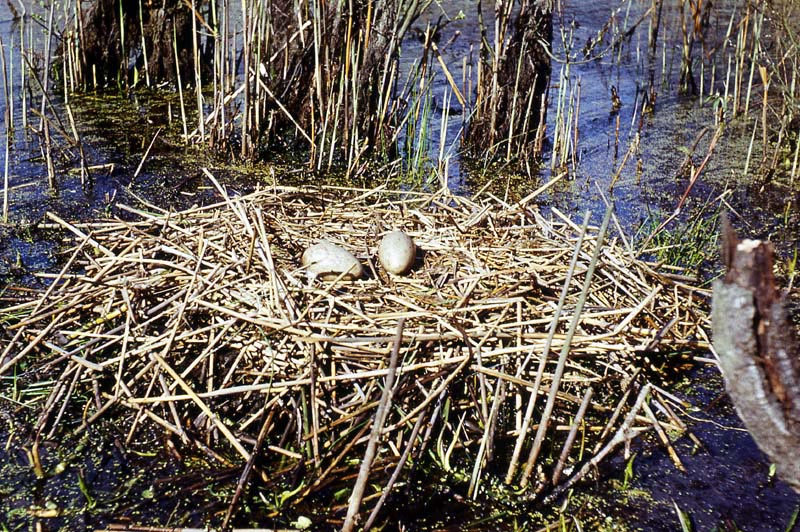 Kraniche in Mecklenburg - Kranich (lat. Grus grus)