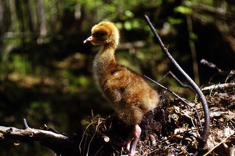 Kraniche in Mecklenburg - Kranich (lat. Grus grus)