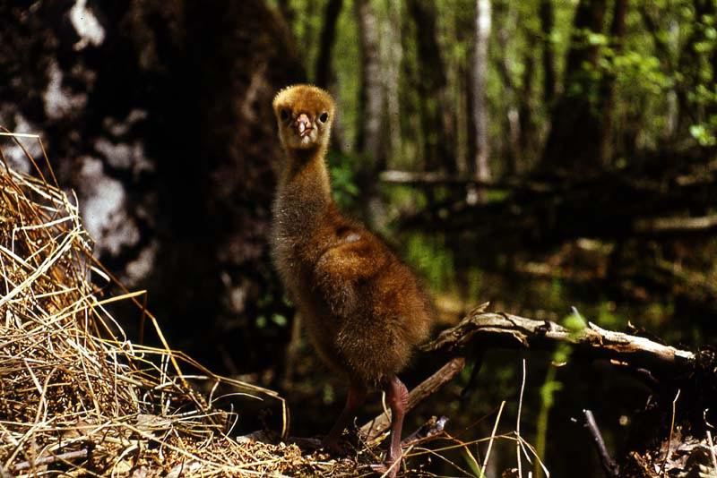 Kraniche in Mecklenburg - Kranich (lat. Grus grus)