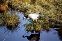 Kraniche in Mecklenburg - Kranich (lat. Grus grus)