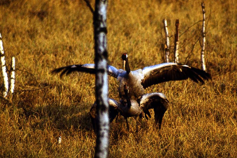 Kraniche in Mecklenburg - Kranich (lat. Grus grus)