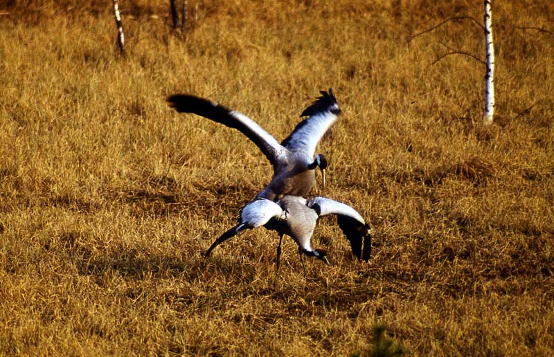 Kraniche in Mecklenburg - Kranich (lat. Grus grus)