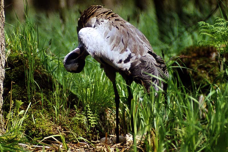 Kraniche in Mecklenburg - Kranich (lat. Grus grus)