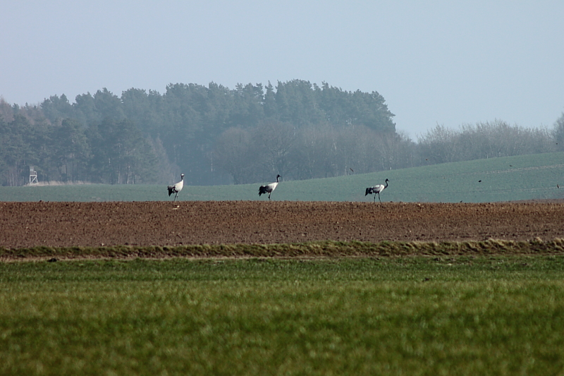 Kranichzug Kranichzug