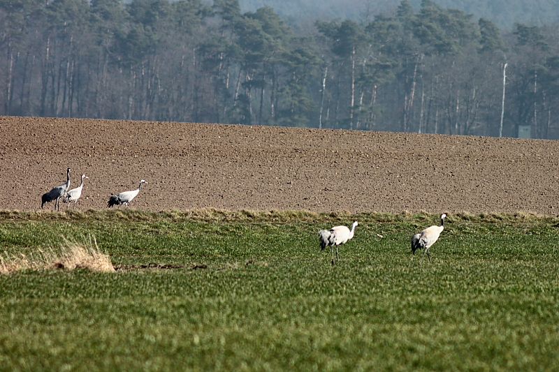 Kranichzug Kranichzug