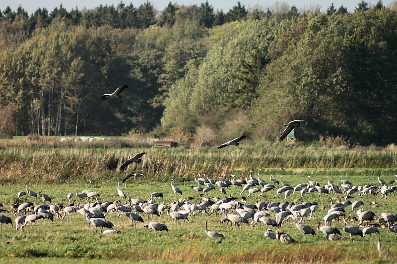 Kranichzug Kranichzug