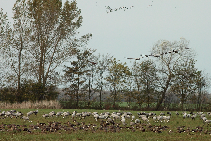 Kranichzug Kranichzug