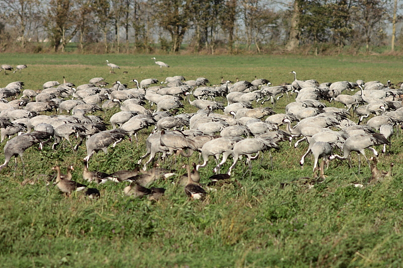 Kranichzug Kranichzug