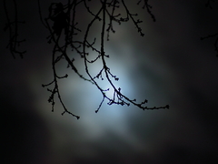 Mond Nacht