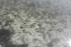 M�ritz Nationalpark 