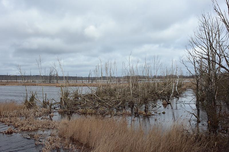 Niedermoore MV Neukalen Aalbude