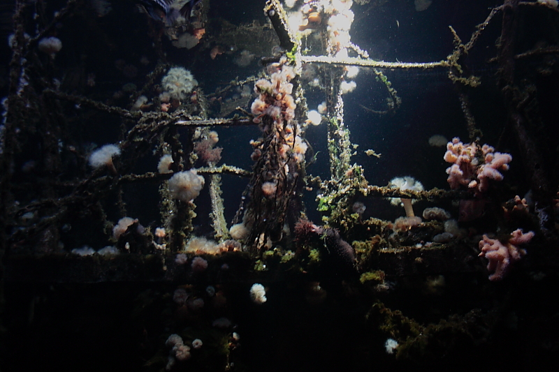 Ozeaneum Stralsund