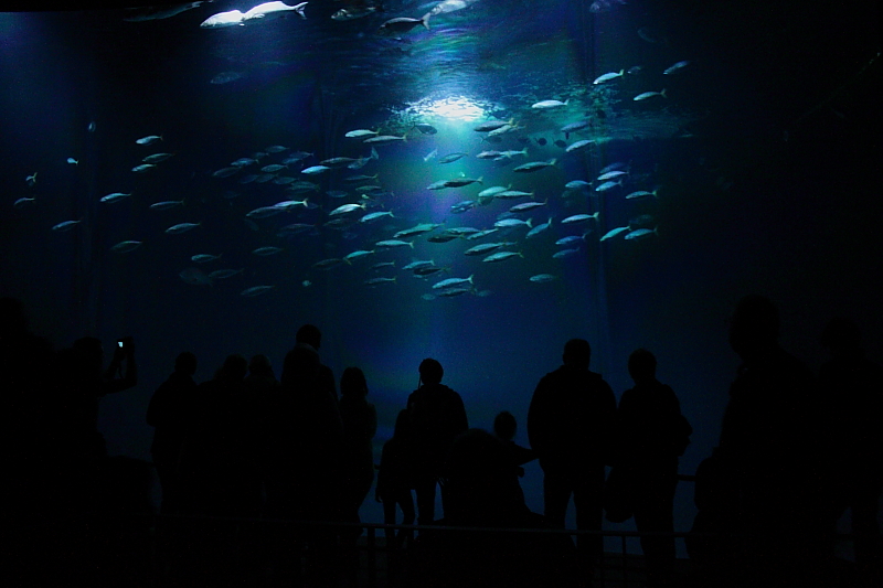 Ozeaneum Stralsund