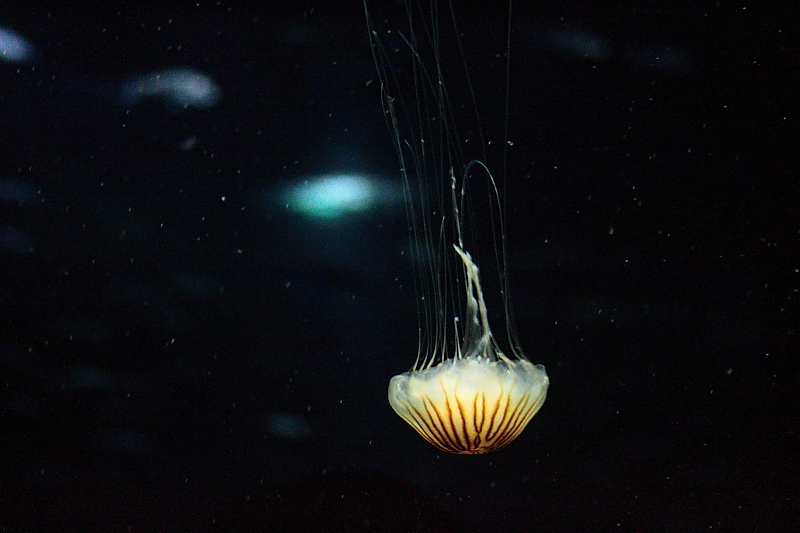 Ozeaneum Stralsund