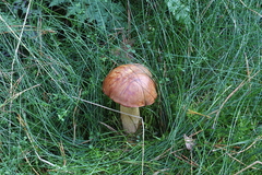 Pilze in Mecklenburg - Pilze sammeln in Mecklenburg - Essbare und giftige Pilze