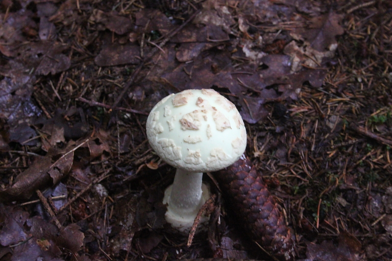 Pilze in Mecklenburg - Pilze sammeln in Mecklenburg - Essbare und giftige Pilze