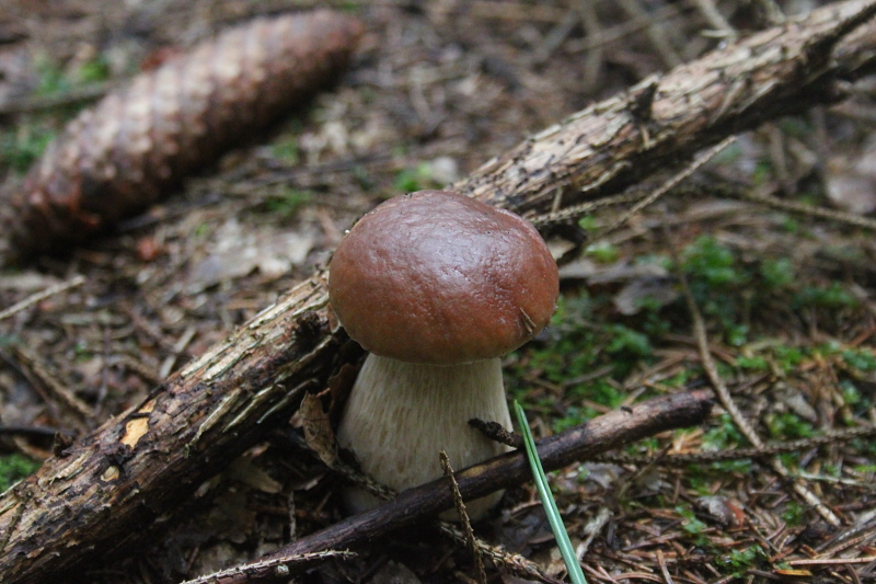 Pilze in Mecklenburg - Pilze sammeln in Mecklenburg - Essbare und giftige Pilze