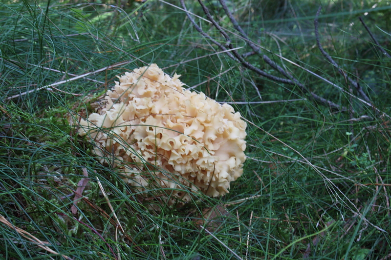 Pilze in Mecklenburg - Pilze sammeln in Mecklenburg - Essbare und giftige Pilze