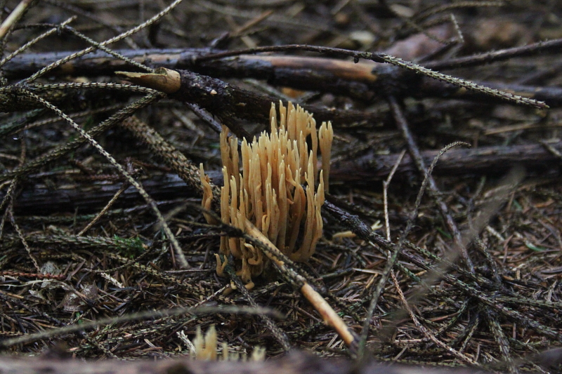 Pilze in Mecklenburg - Pilze sammeln in Mecklenburg - Essbare und giftige Pilze