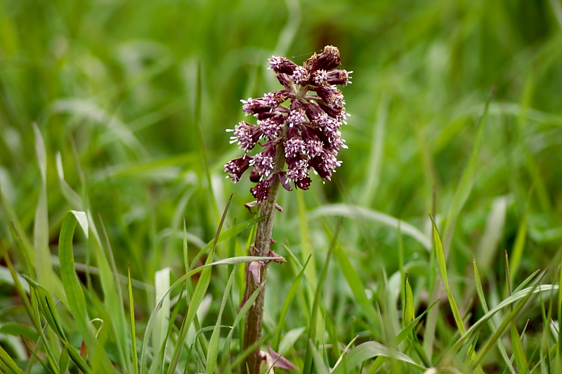 Rote Pestwurz